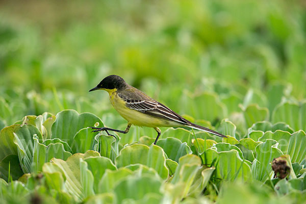 Maskenstelze (Motacilla flava feldegg)