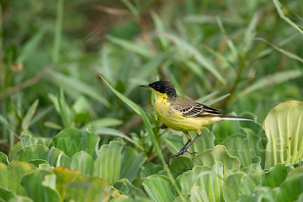 Maskenstelze (Motacilla flava feldegg)