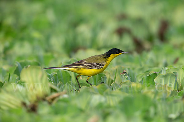 Maskenstelze (Motacilla flava feldegg)