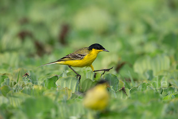 Maskenstelze (Motacilla flava feldegg)