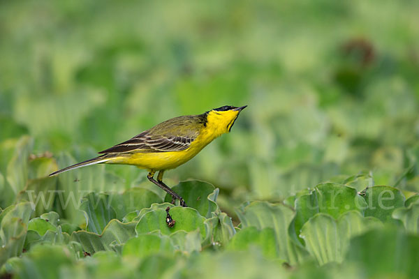 Maskenstelze (Motacilla flava feldegg)