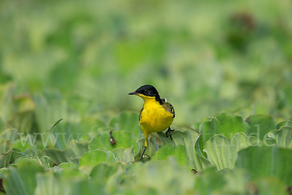 Maskenstelze (Motacilla flava feldegg)