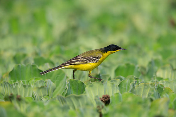 Maskenstelze (Motacilla flava feldegg)