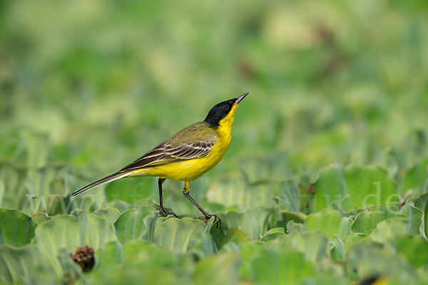 Maskenstelze (Motacilla flava feldegg)
