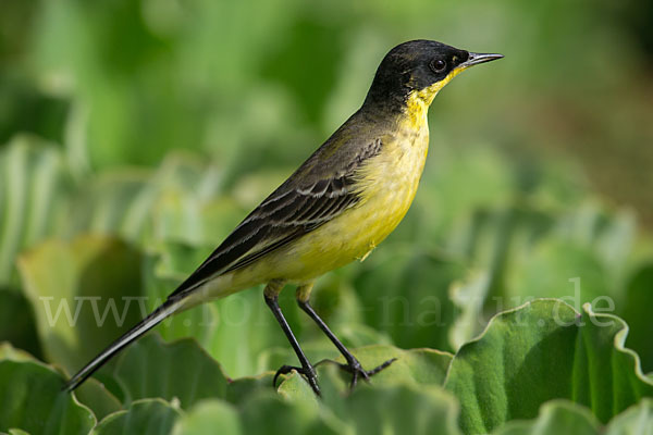 Maskenstelze (Motacilla flava feldegg)