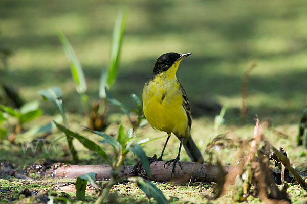Maskenstelze (Motacilla flava feldegg)