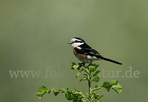 Maskenwürger (Lanius nubicus)