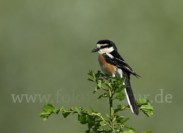 Maskenwürger (Lanius nubicus)