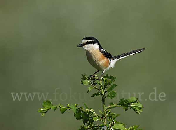 Maskenwürger (Lanius nubicus)