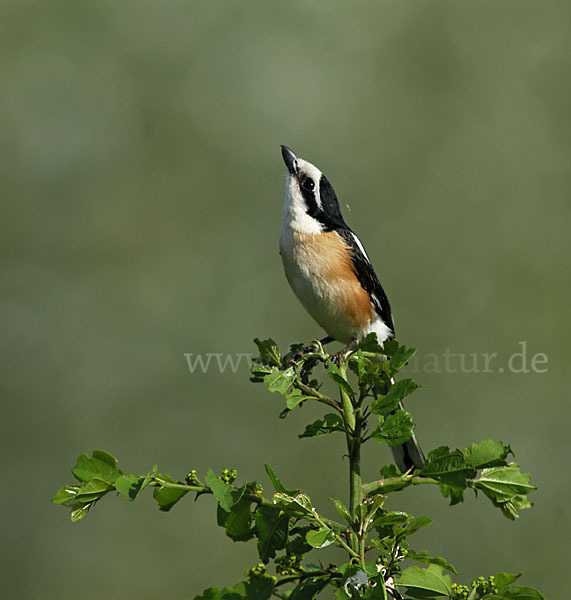 Maskenwürger (Lanius nubicus)