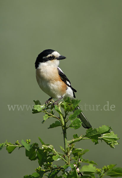 Maskenwürger (Lanius nubicus)