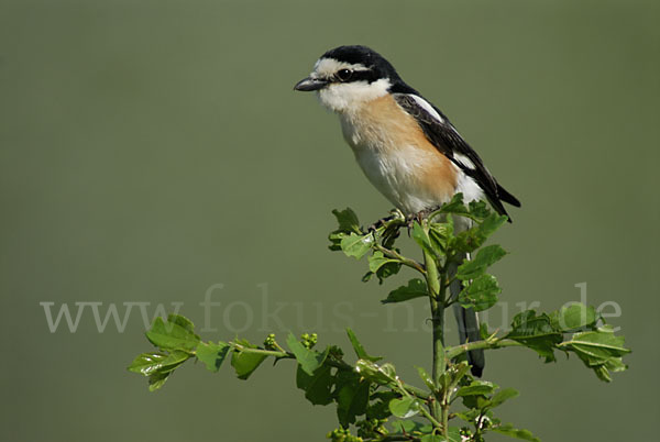 Maskenwürger (Lanius nubicus)