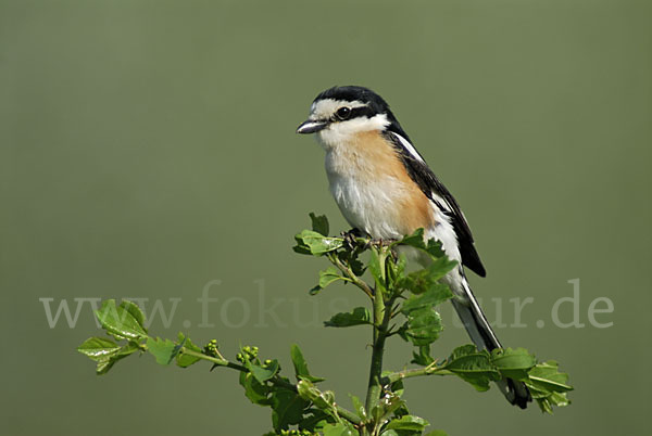 Maskenwürger (Lanius nubicus)