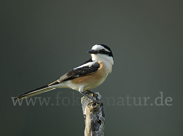 Maskenwürger (Lanius nubicus)