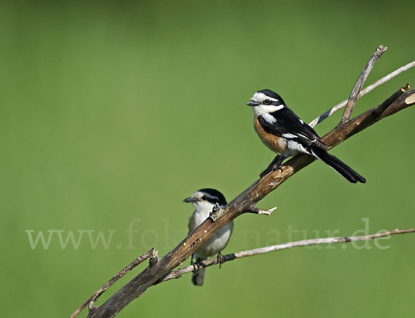 Maskenwürger (Lanius nubicus)