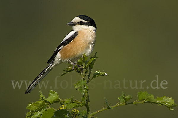 Maskenwürger (Lanius nubicus)