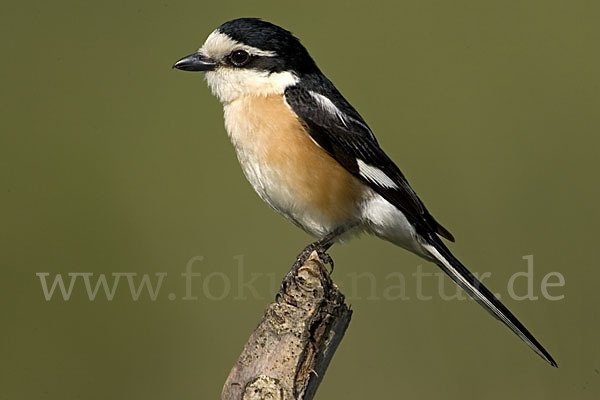 Maskenwürger (Lanius nubicus)