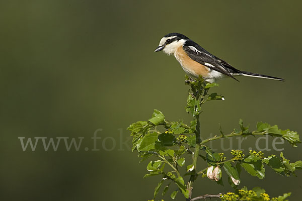 Maskenwürger (Lanius nubicus)