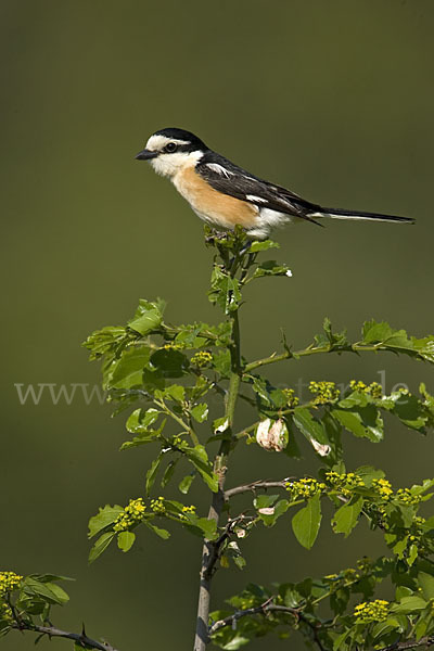 Maskenwürger (Lanius nubicus)