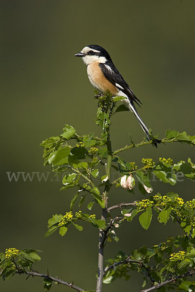 Maskenwürger (Lanius nubicus)