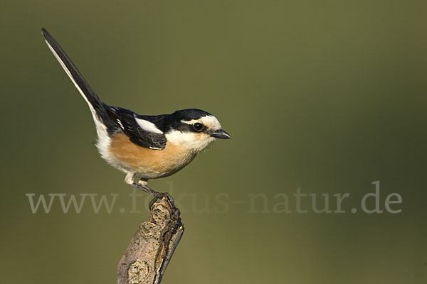 Maskenwürger (Lanius nubicus)