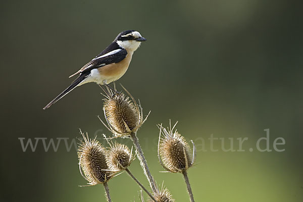 Maskenwürger (Lanius nubicus)