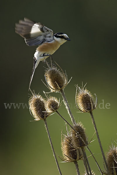 Maskenwürger (Lanius nubicus)