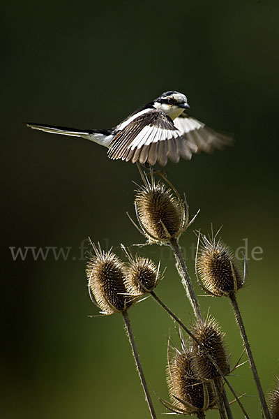 Maskenwürger (Lanius nubicus)