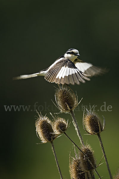 Maskenwürger (Lanius nubicus)