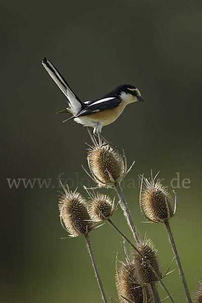 Maskenwürger (Lanius nubicus)