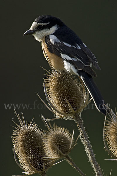 Maskenwürger (Lanius nubicus)