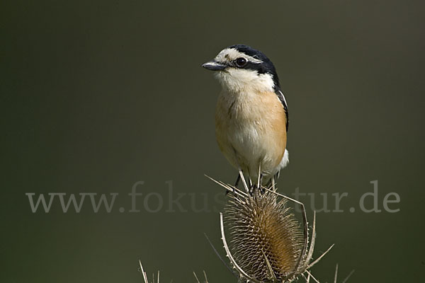 Maskenwürger (Lanius nubicus)