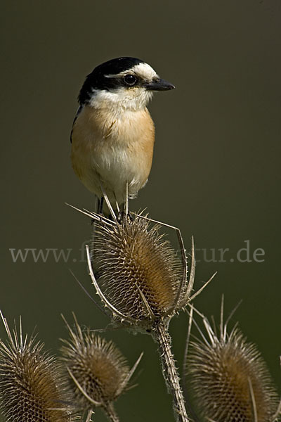 Maskenwürger (Lanius nubicus)