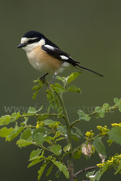 Maskenwürger (Lanius nubicus)