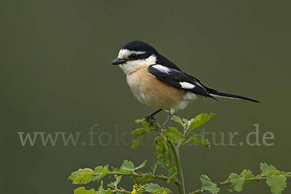 Maskenwürger (Lanius nubicus)