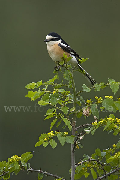 Maskenwürger (Lanius nubicus)