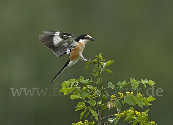 Maskenwürger (Lanius nubicus)