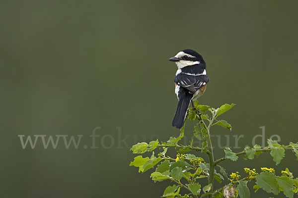 Maskenwürger (Lanius nubicus)