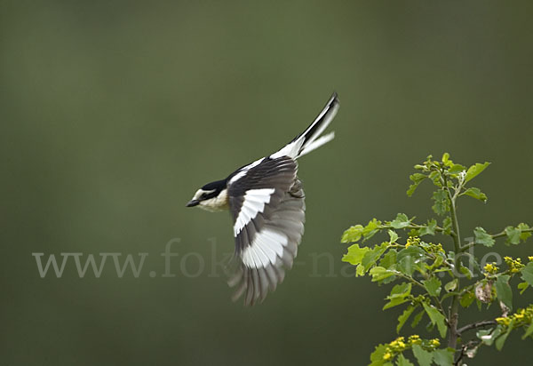 Maskenwürger (Lanius nubicus)