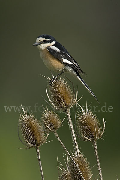 Maskenwürger (Lanius nubicus)