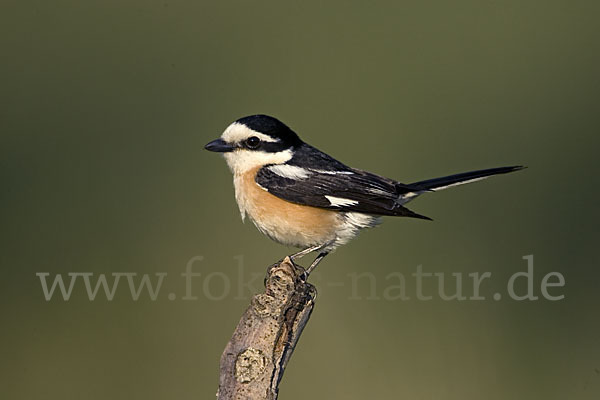 Maskenwürger (Lanius nubicus)