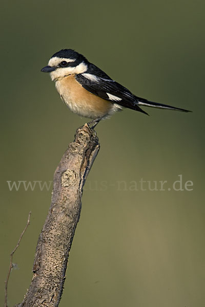 Maskenwürger (Lanius nubicus)