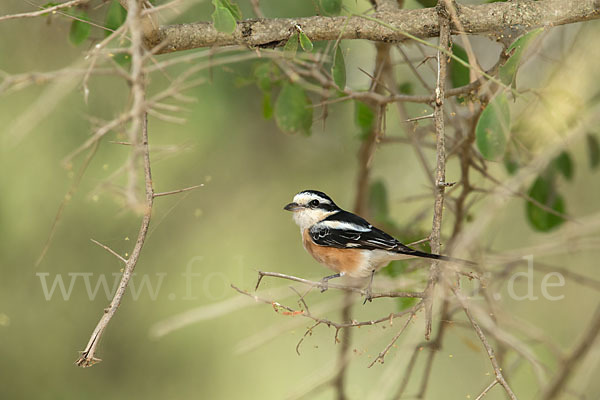 Maskenwürger (Lanius nubicus)