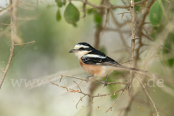 Maskenwürger (Lanius nubicus)