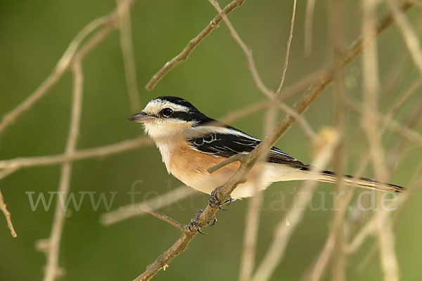 Maskenwürger (Lanius nubicus)