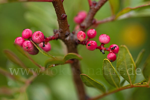 Mastixstrauch (Pistacia lentiscus)