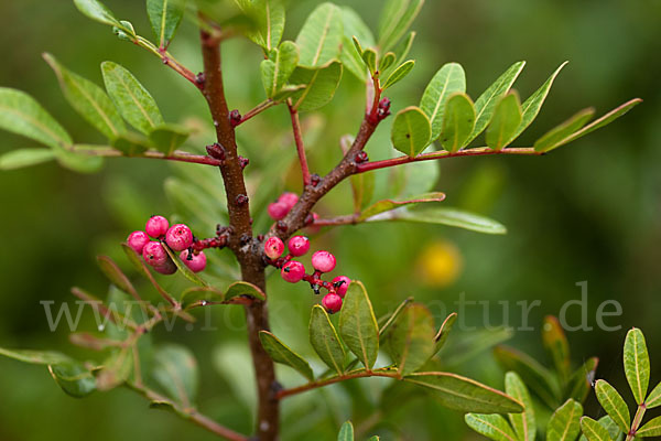 Mastixstrauch (Pistacia lentiscus)