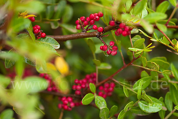 Mastixstrauch (Pistacia lentiscus)