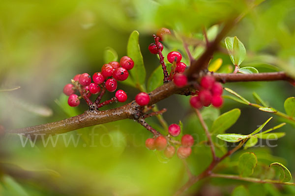 Mastixstrauch (Pistacia lentiscus)