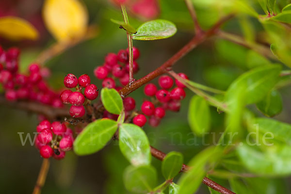 Mastixstrauch (Pistacia lentiscus)